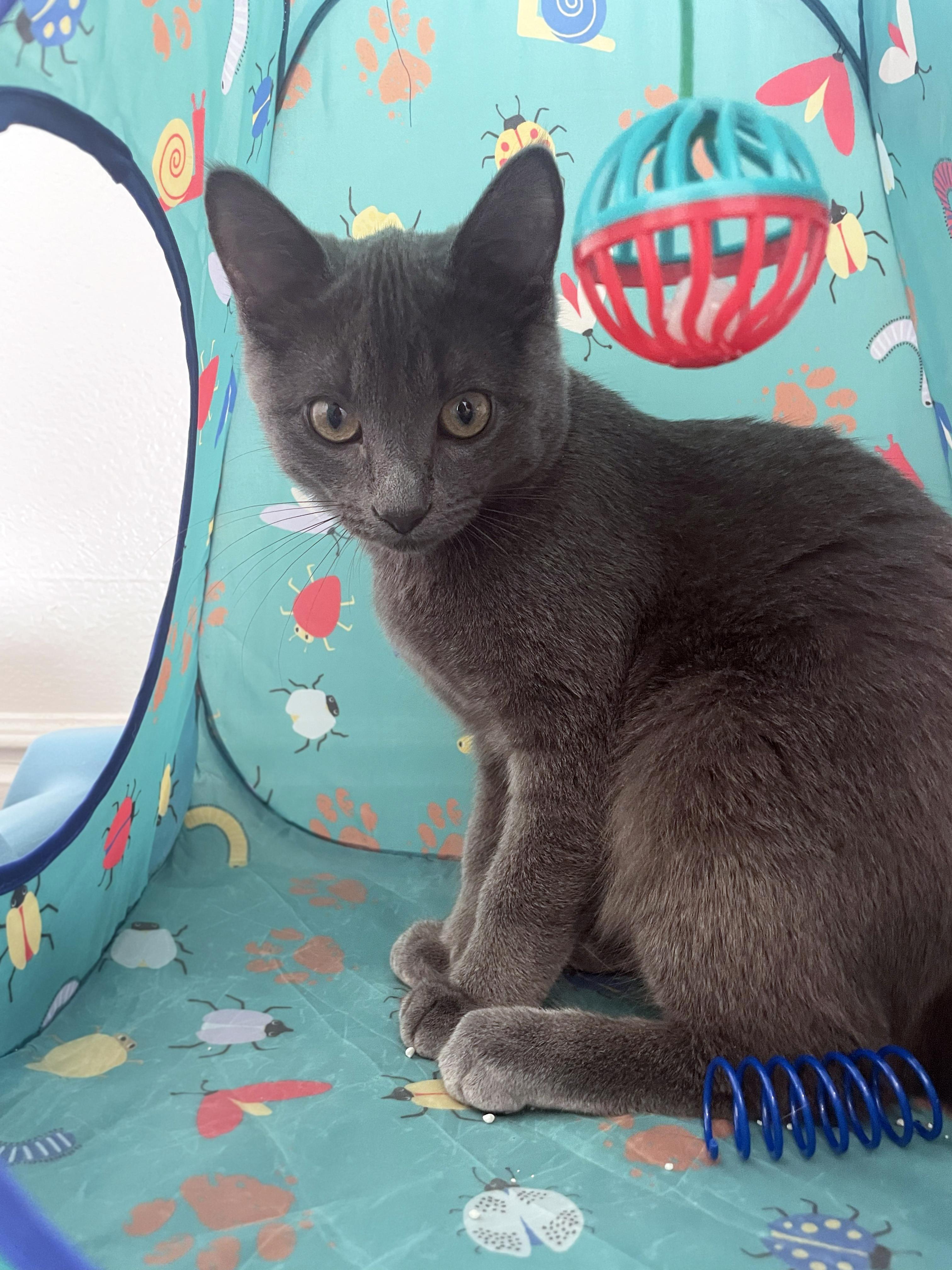 Dorothy (Bonded w/Blanche), a ADOPTABLE Domestic Short Hair in Centerville, UT image 5/5