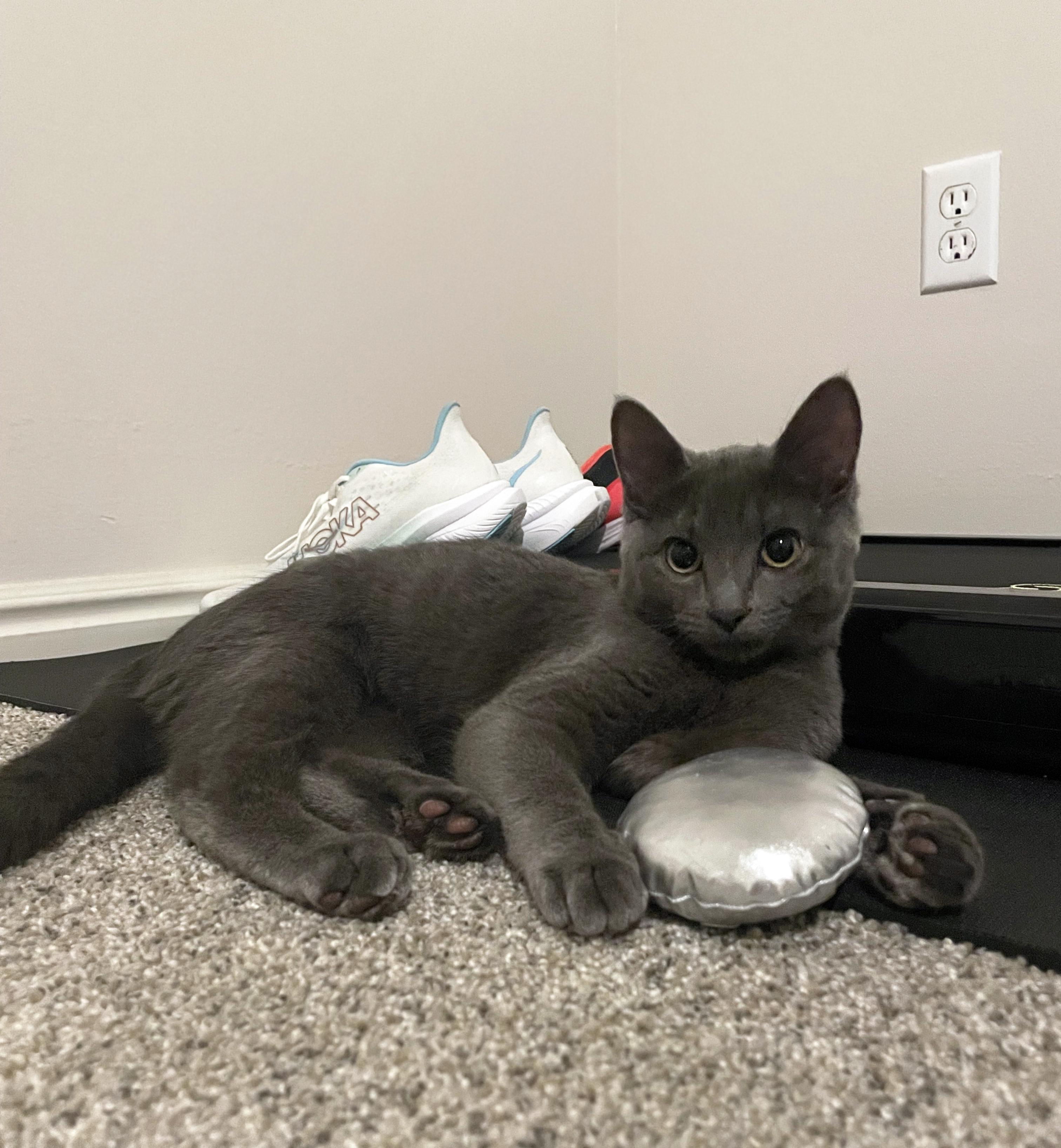 Dorothy (Bonded w/Blanche), a ADOPTABLE Domestic Short Hair in Centerville, UT image 3/5
