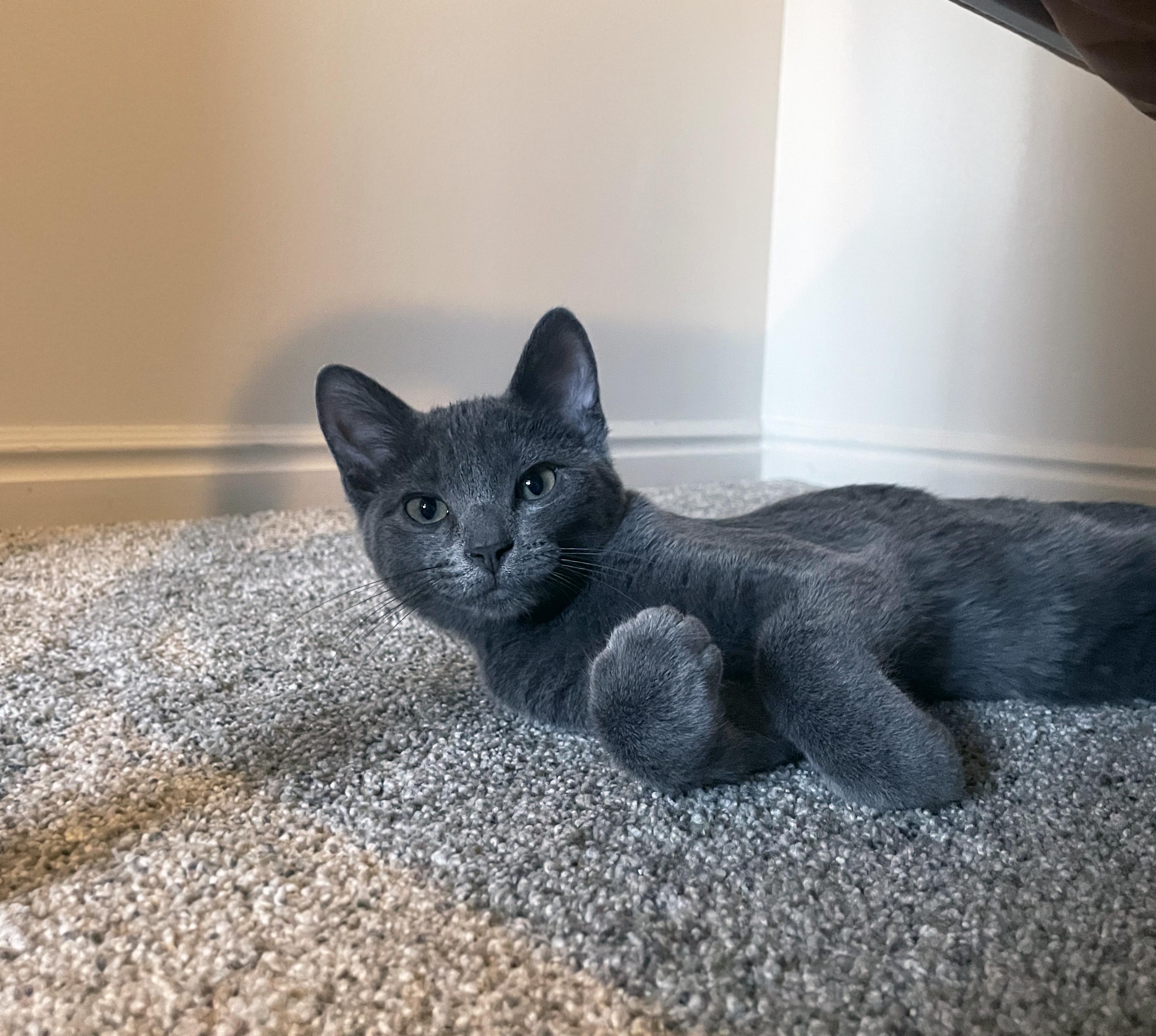 Dorothy (Bonded w/Blanche), a ADOPTABLE Domestic Short Hair in Centerville, UT image 4/5