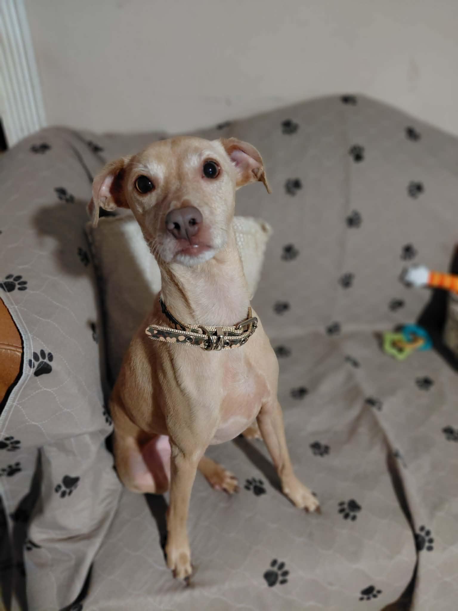 Enlarge Buster, a ADOPTABLE mixed breed in Miami, FL image 1/1