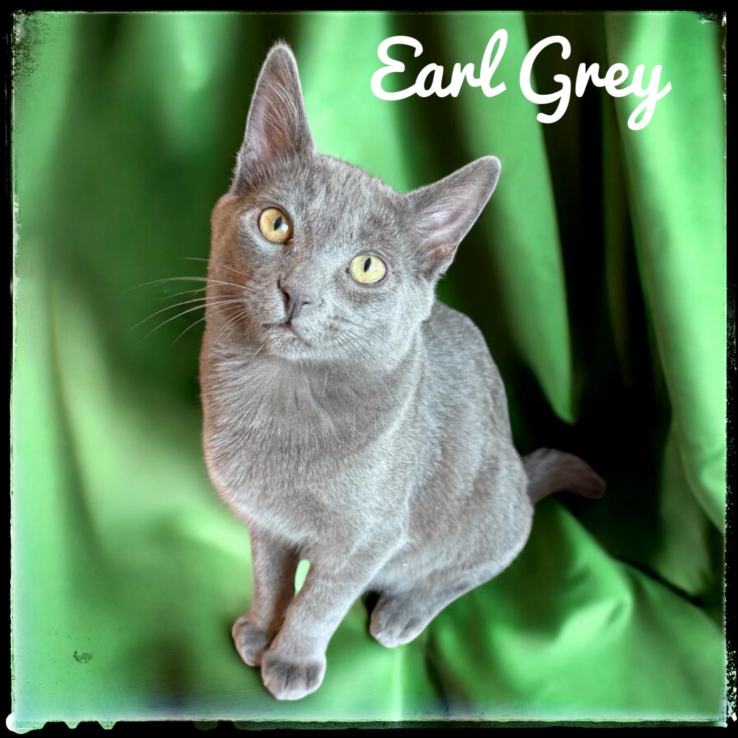 Earl Grey, Adoptable, Kitten Male Domestic Short Hair.