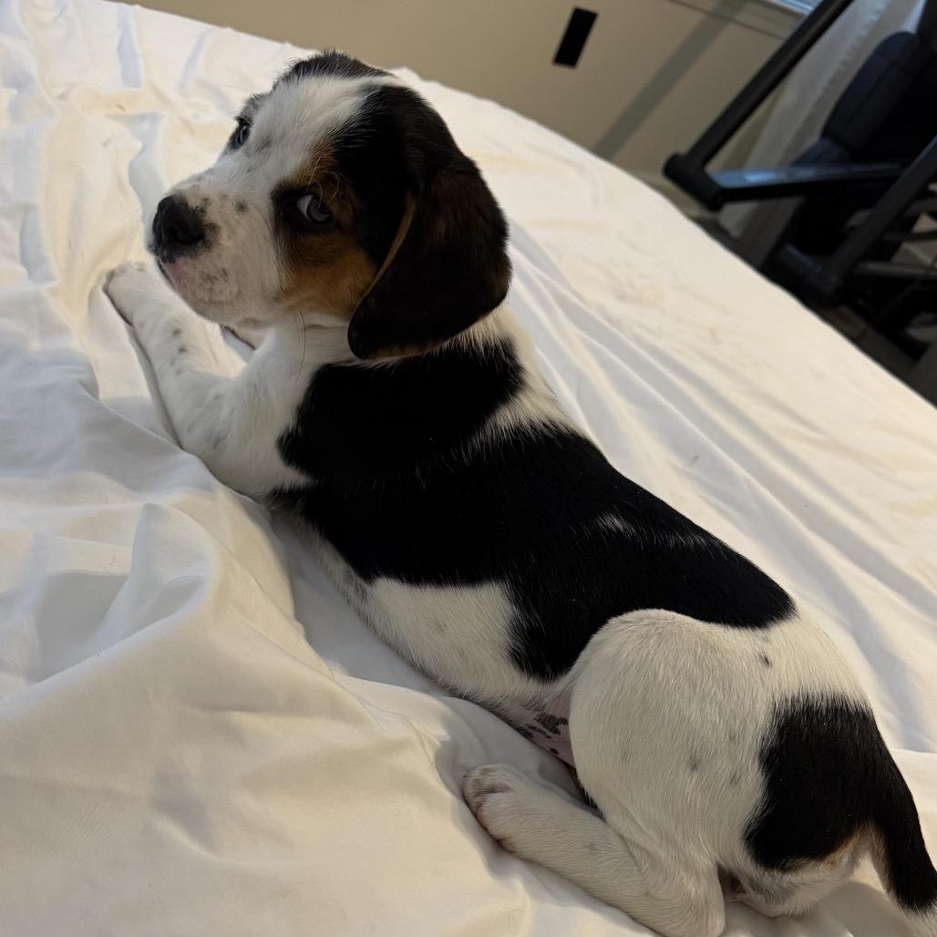 SESAME, Adoptable, Puppy Female Beagle & Bernese Mountain Dog.