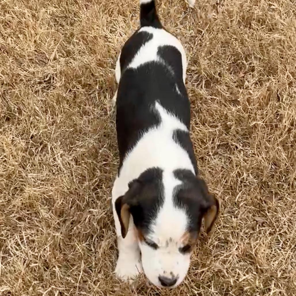 SESAME, a Adoptable mixed breed in Cordova, TN image 2/6