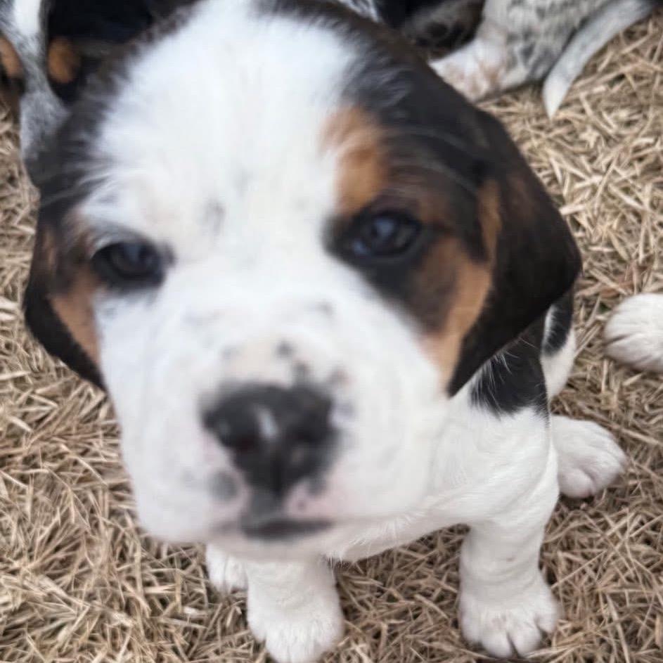 SESAME, a Adoptable mixed breed in Cordova, TN image 3/6