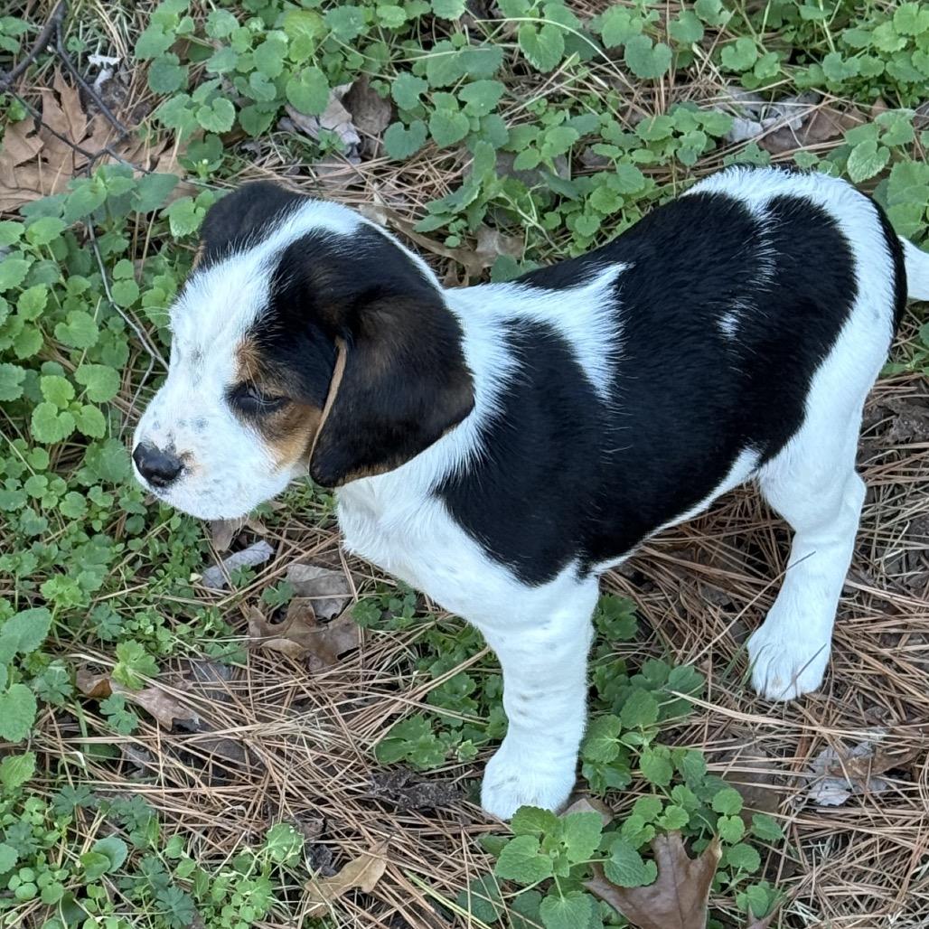 SESAME, a Adoptable mixed breed in Cordova, TN image 4/6