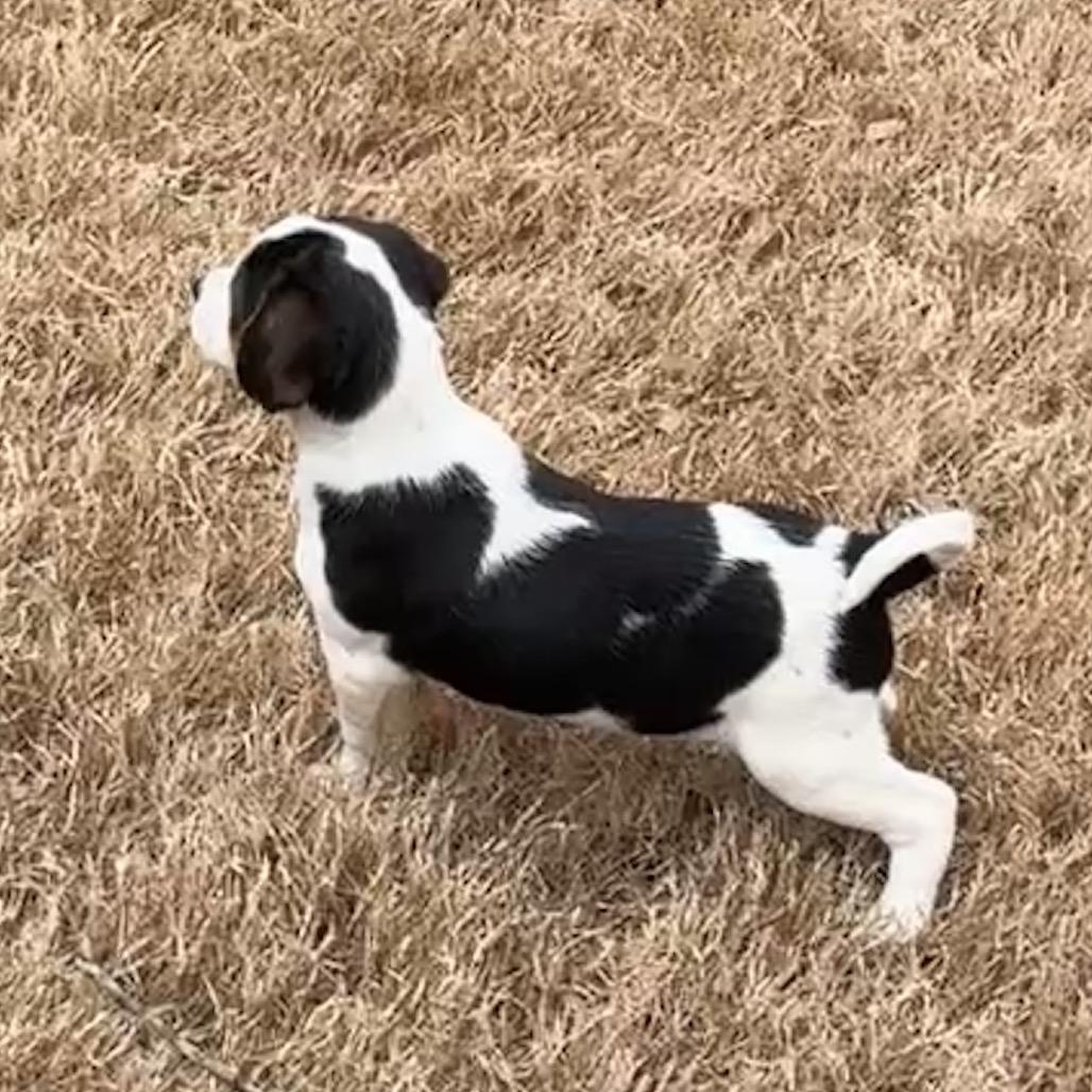 SESAME, a Adoptable mixed breed in Cordova, TN image 5/6