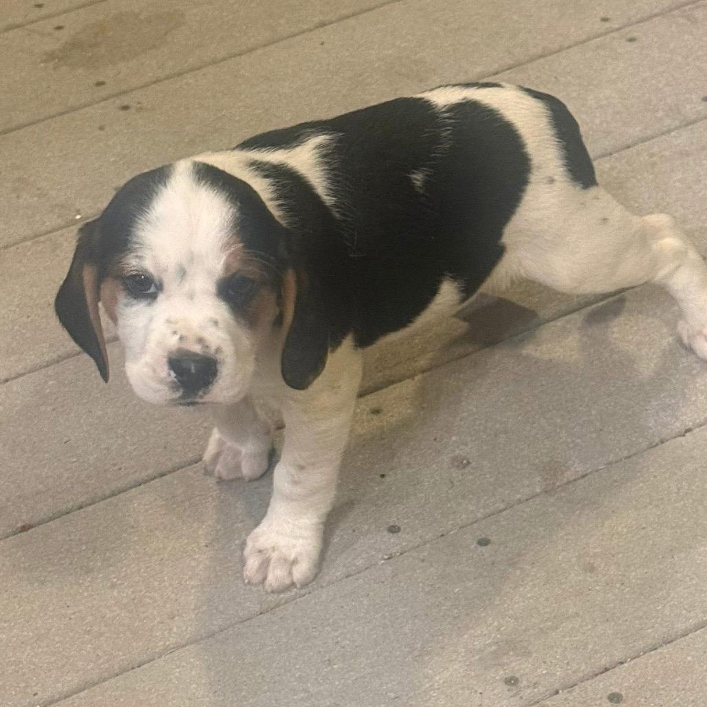 SESAME, a Adoptable mixed breed in Cordova, TN image 6/6