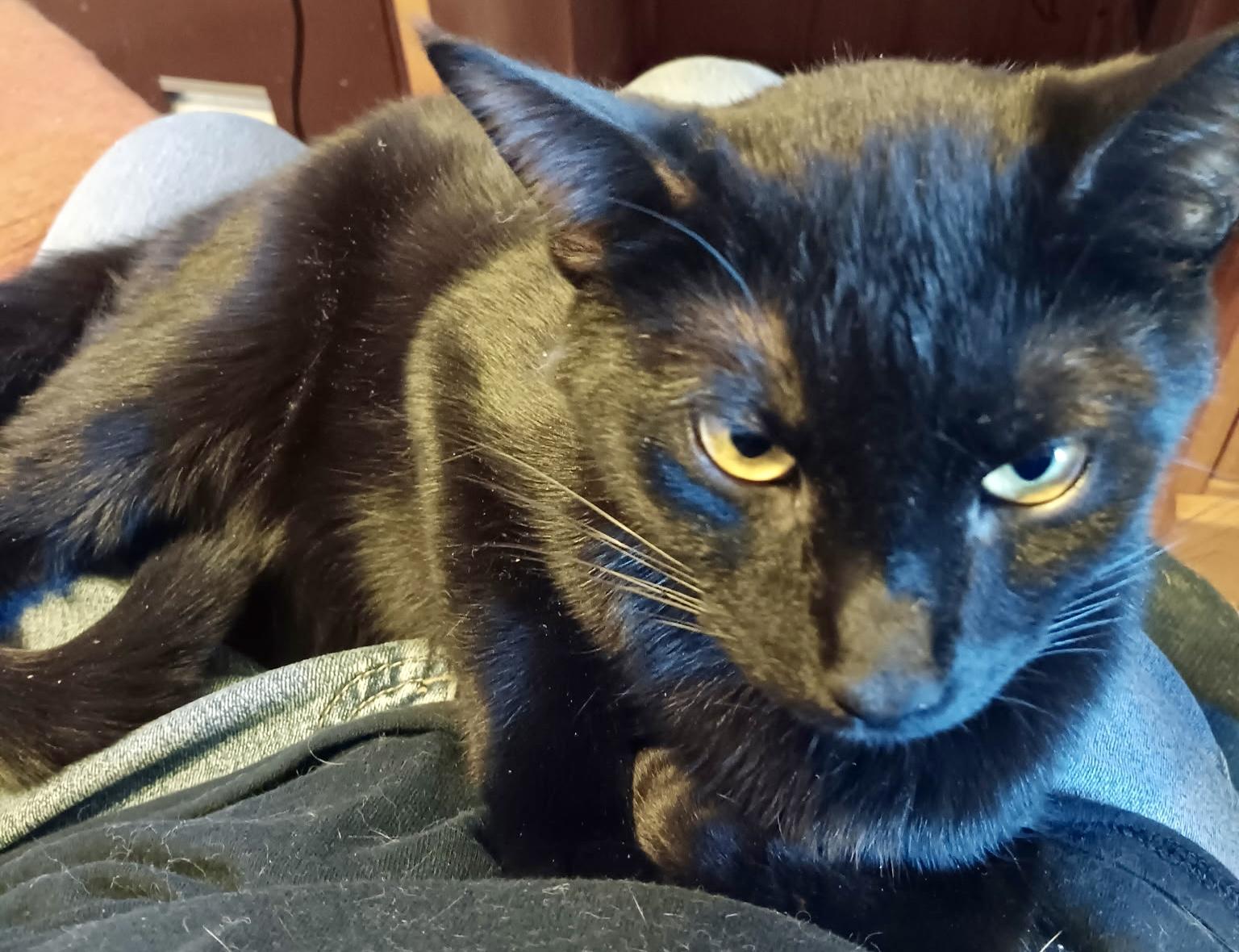 Enlarge Jackson, a ADOPTABLE Domestic Short Hair in Easley, SC image 1/2