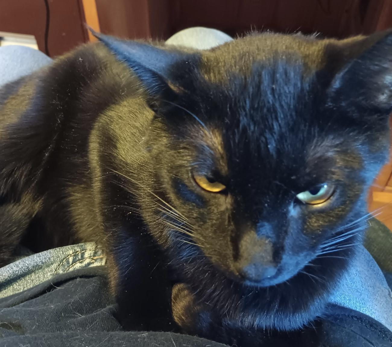 Enlarge Jackson, a ADOPTABLE Domestic Short Hair in Easley, SC image 2/2