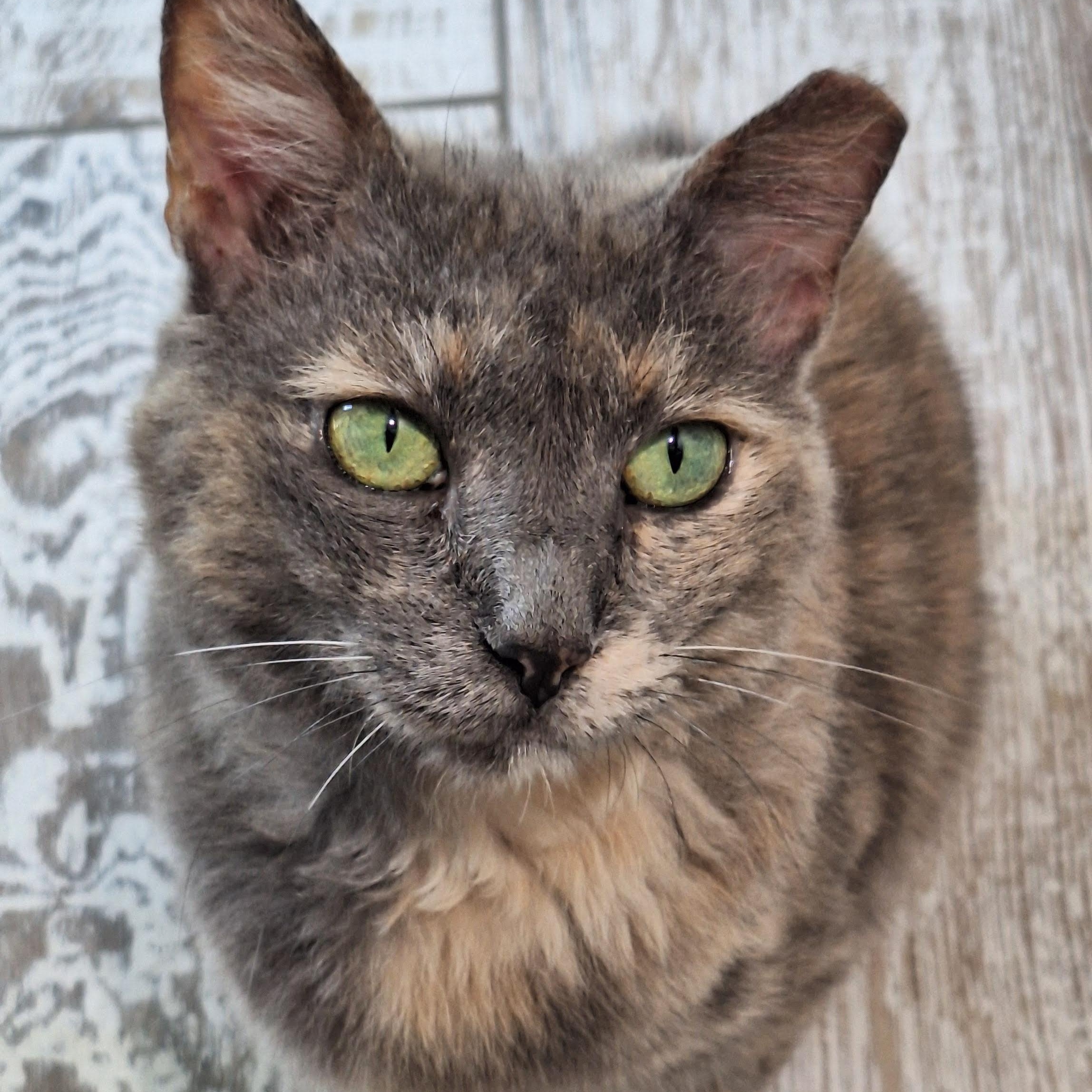 Misha, Adoptable, Adult Female Domestic Short Hair.