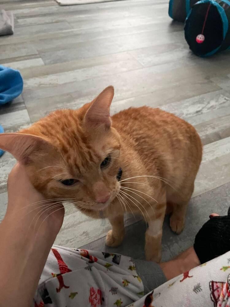 Enlarge Cheetos, a Adoptable Domestic Short Hair in Orlando, FL image 1/1