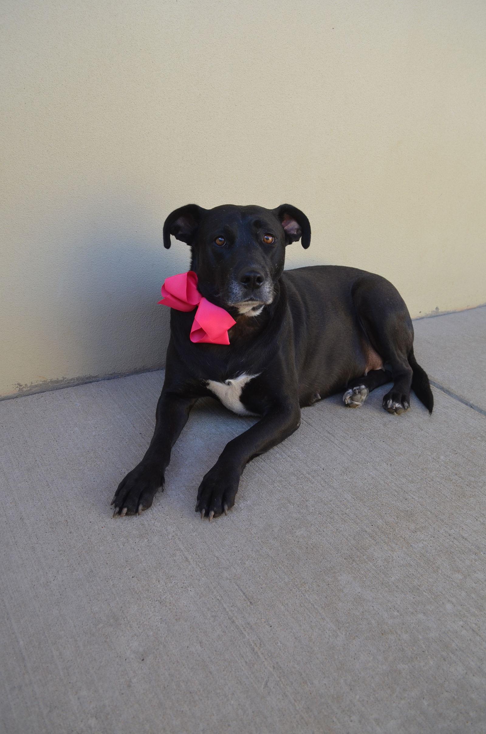 Maggie (In Foster), Adoptable, Adult Female Labrador Retriever.