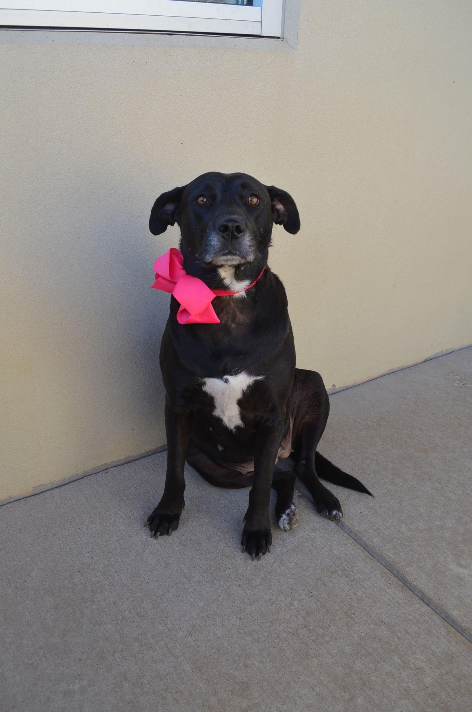 Maggie (In Foster), a Adoptable Labrador Retriever in McKinney, TX image 3/3
