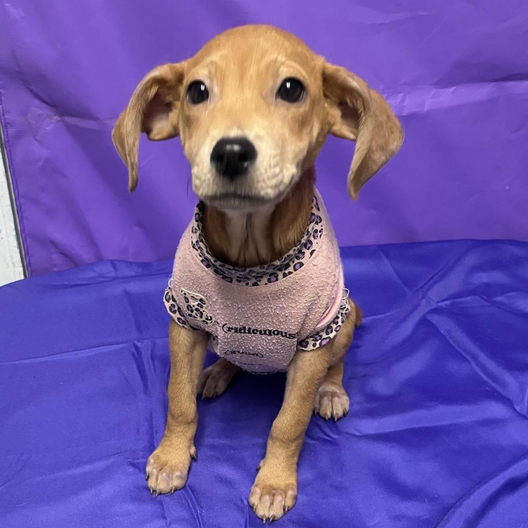 Yippy, Adoptable, Puppy Female Coonhound & Mixed Breed.