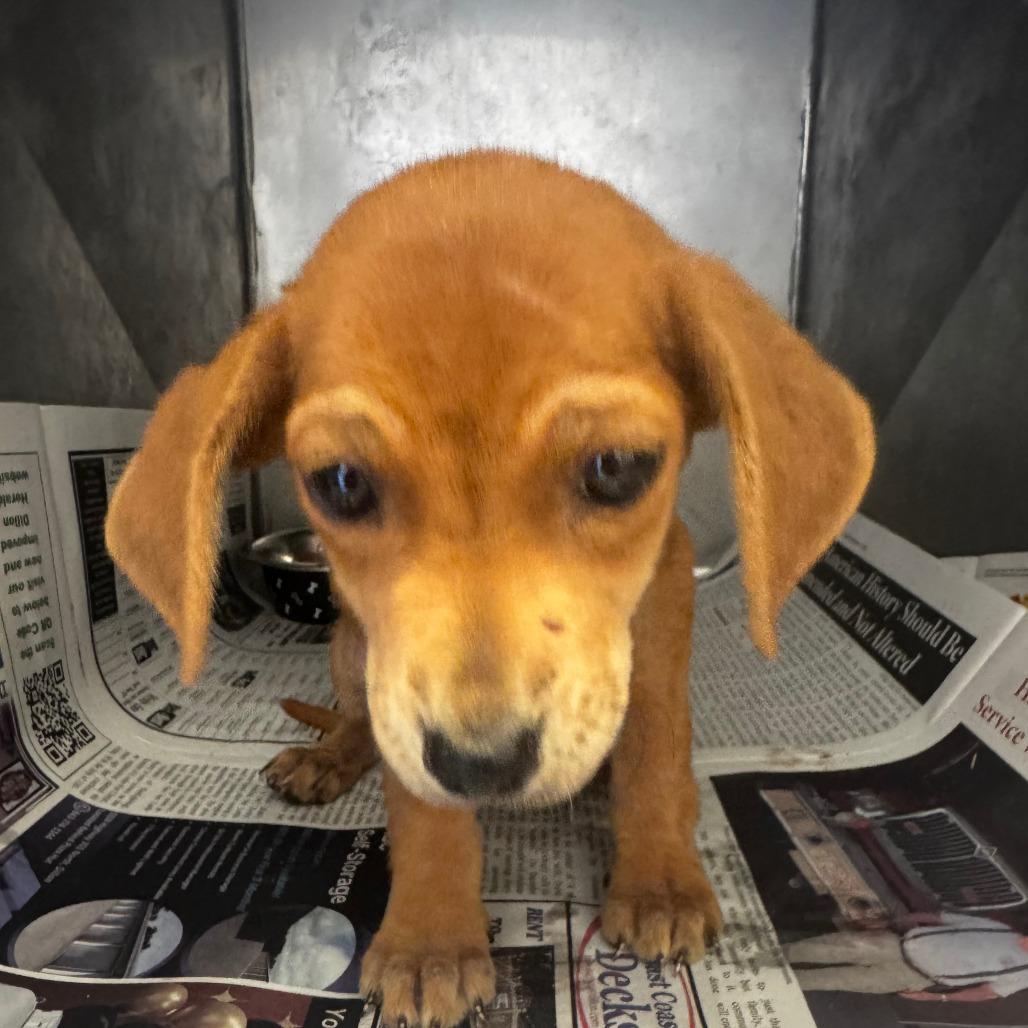 Yippy, a Adoptable mixed breed in Buffalo, MN image 2/3