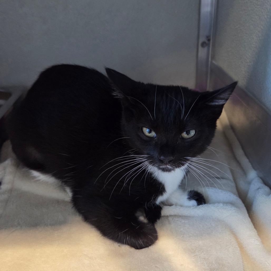 Edna Mode, a Adoptable Domestic Short Hair in Chattanooga, TN image 1/4