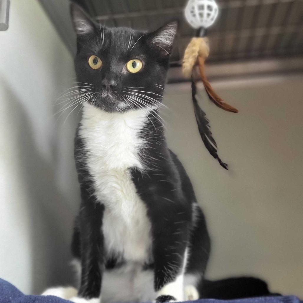 Edna Mode, a Adoptable Domestic Short Hair in Chattanooga, TN image 2/4