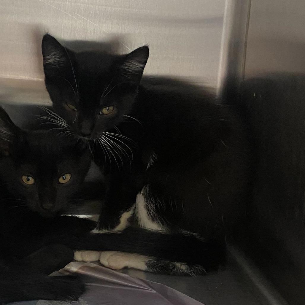 Edna Mode, a Adoptable Domestic Short Hair in Chattanooga, TN image 3/4