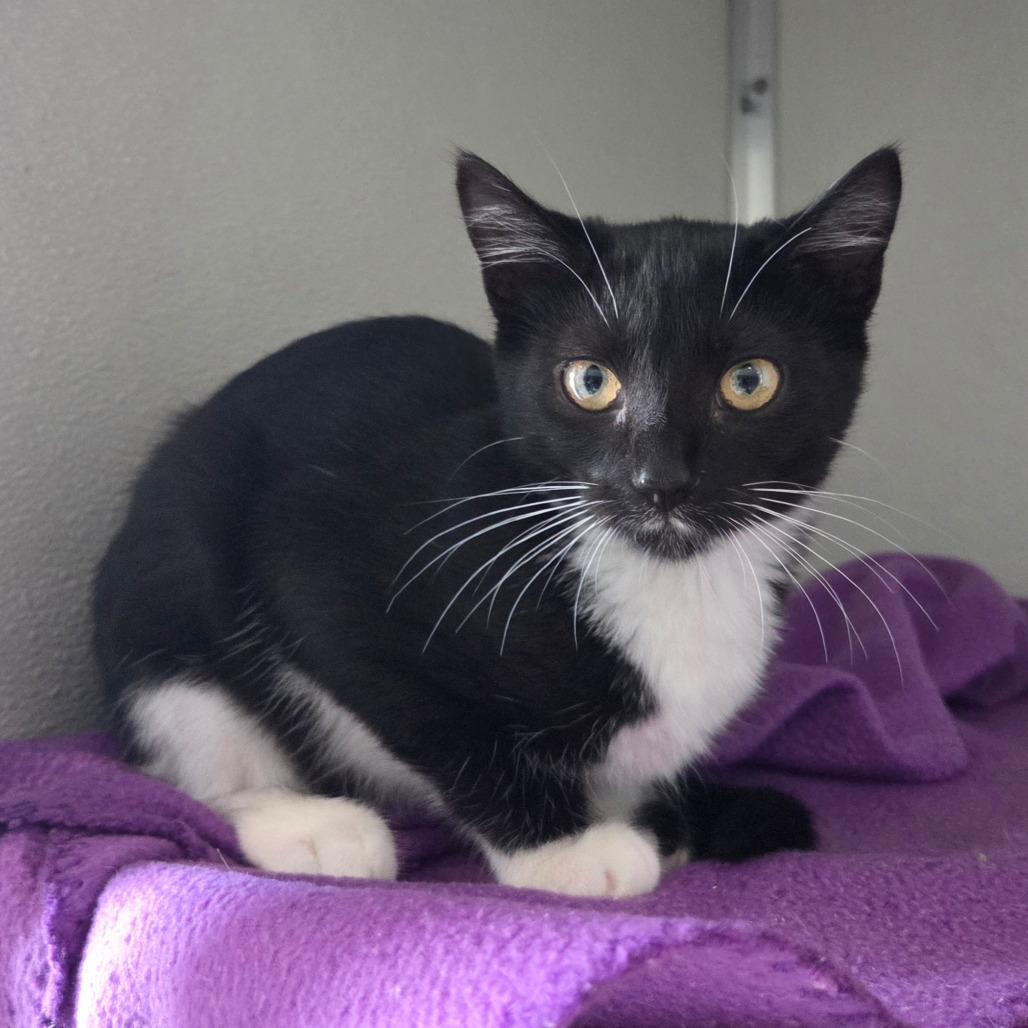 Edna Mode, a Adoptable Domestic Short Hair in Chattanooga, TN image 4/4