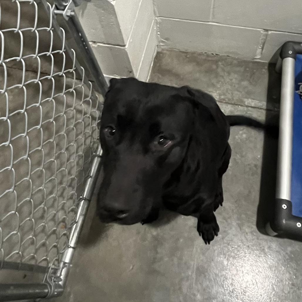 Hank, Adoptable, Adult Male Black Labrador Retriever.