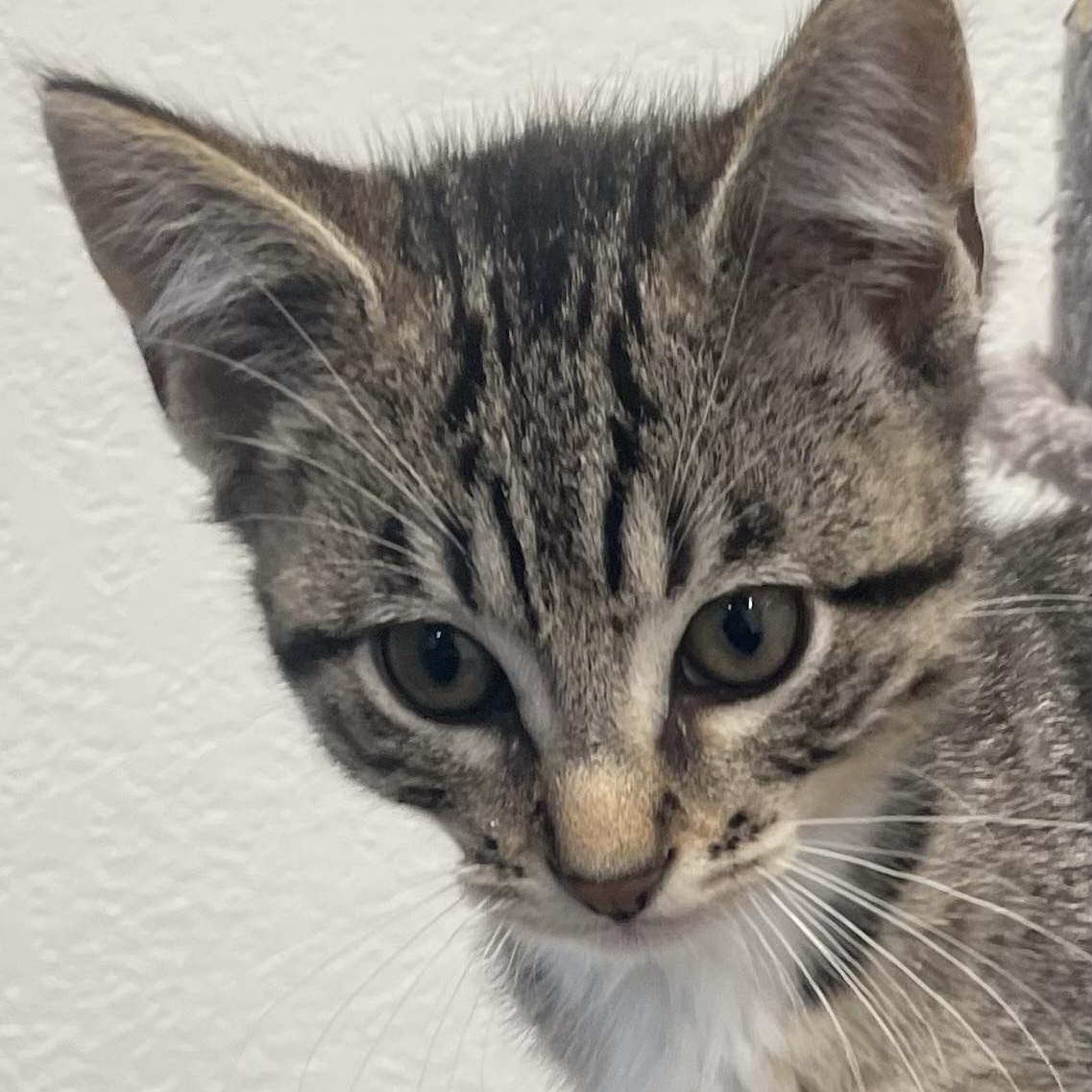 Kingfisher, an adoptable Domestic Short Hair in Eureka, CA, 95503 | Photo Image 3