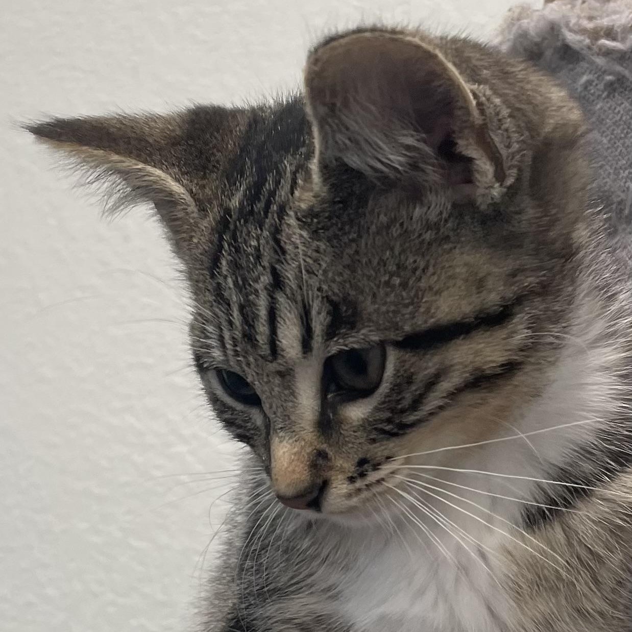 Kingfisher, an adoptable Domestic Short Hair in Eureka, CA, 95503 | Photo Image 5