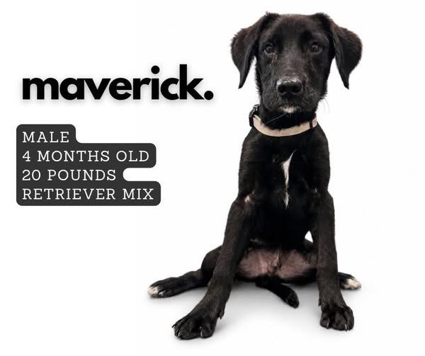 Maverick, Adoptable, Puppy Male Labrador Retriever.