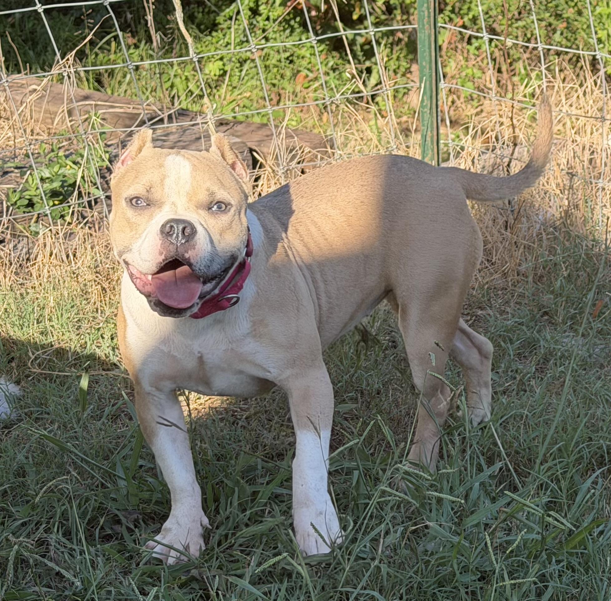 Enlarge Echo, a Adoptable American Bully in Knoxville, TN image 3/3