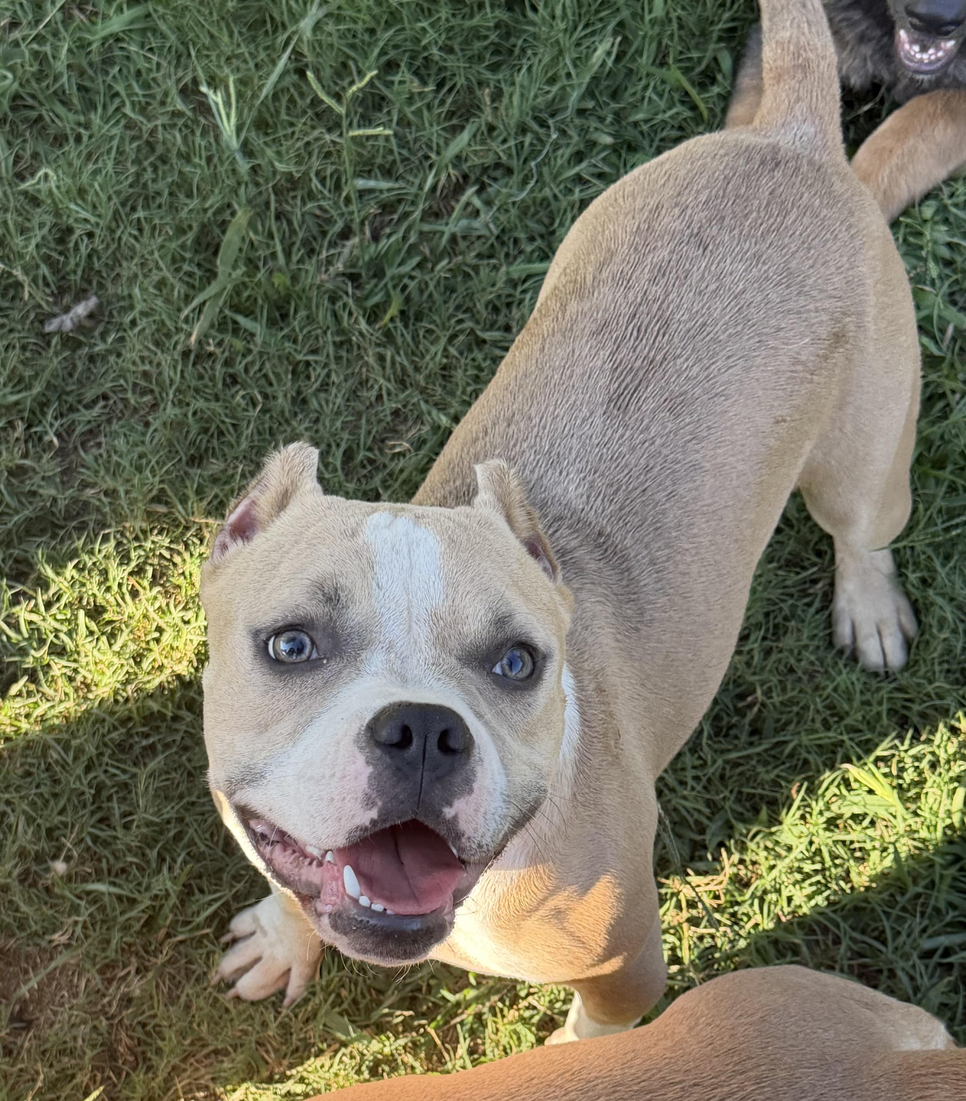 Enlarge Echo, a Adoptable American Bully in Knoxville, TN image 2/3