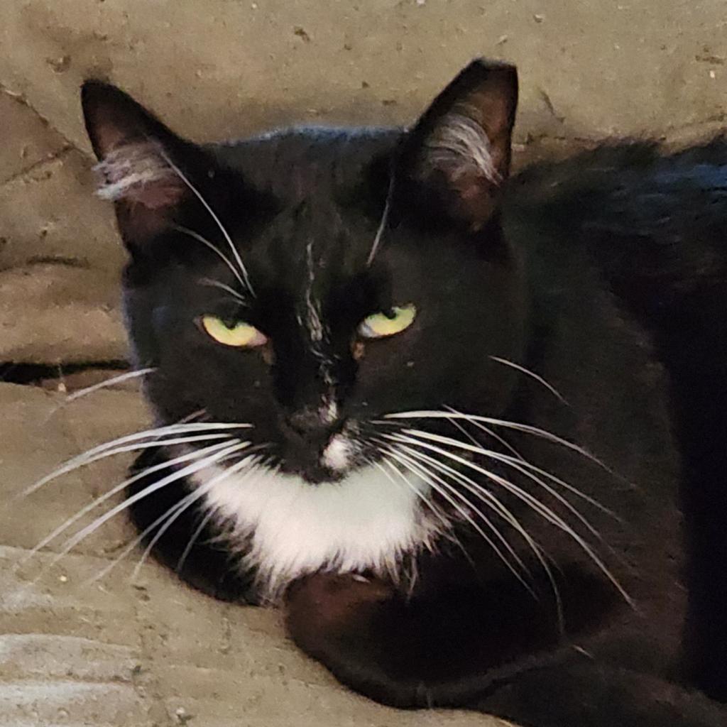 Enlarge Veronica, a Adoptable Domestic Short Hair in Brighton, MO image 2/6