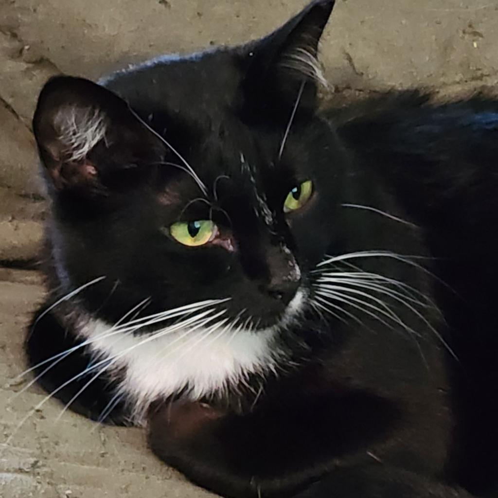 Enlarge Veronica, a Adoptable Domestic Short Hair in Brighton, MO image 3/6