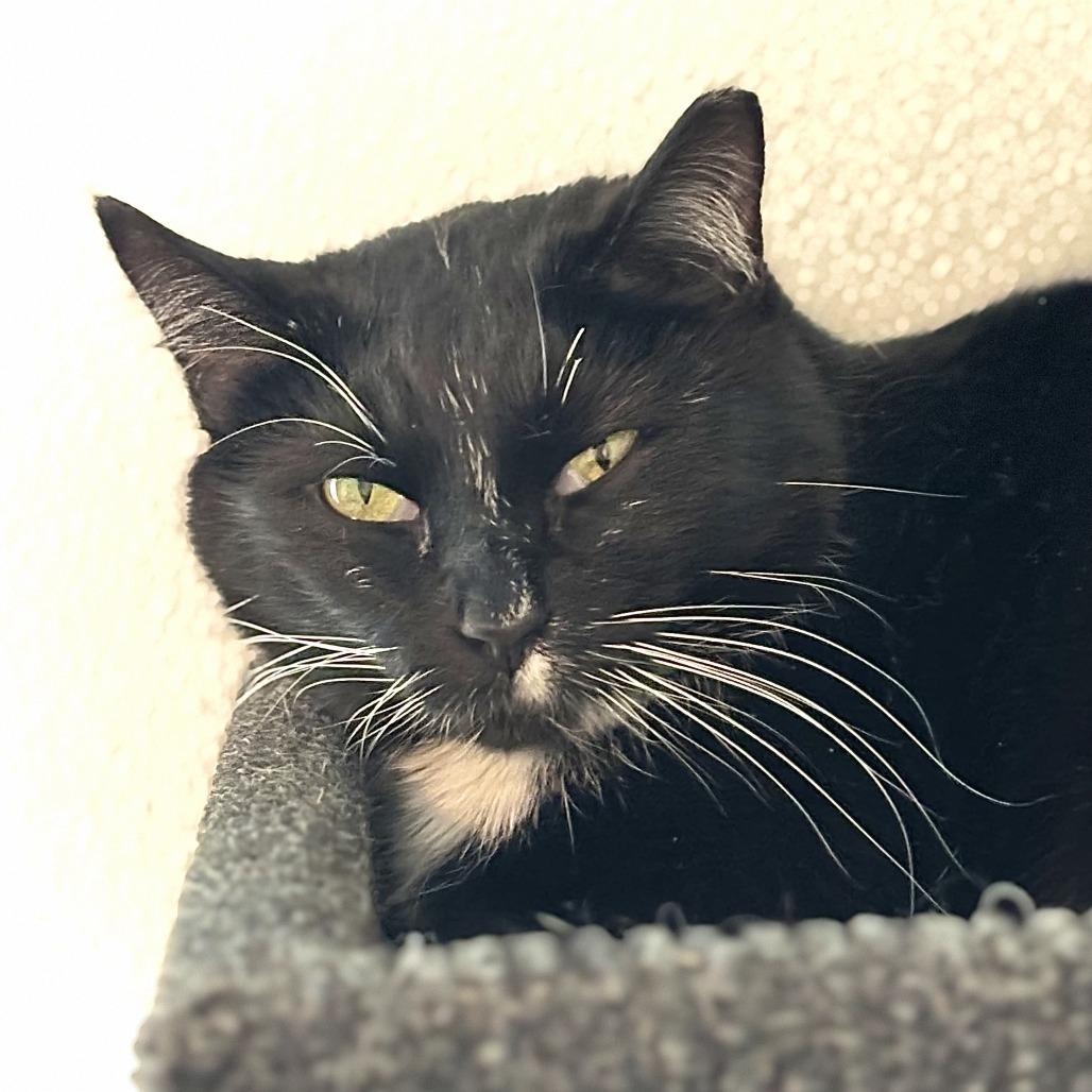 Enlarge Veronica, a Adoptable Domestic Short Hair in Brighton, MO image 4/6