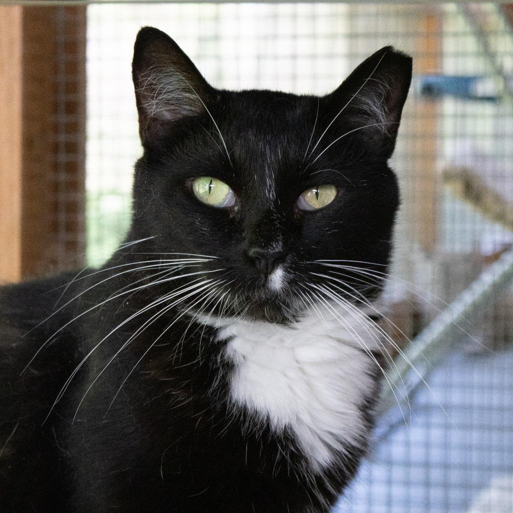 Enlarge Veronica, a Adoptable Domestic Short Hair in Brighton, MO image 6/6