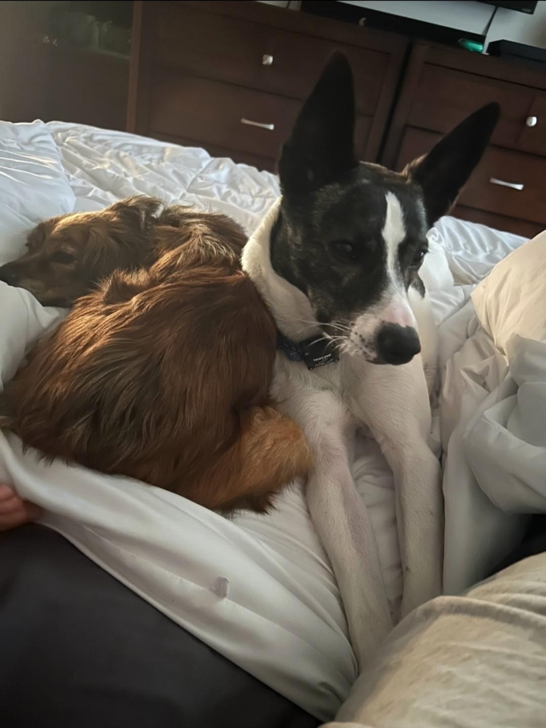 Yahtzee, an adoptable Cattle Dog, Boston Terrier in Buckley, WA, 98321 | Photo Image 3