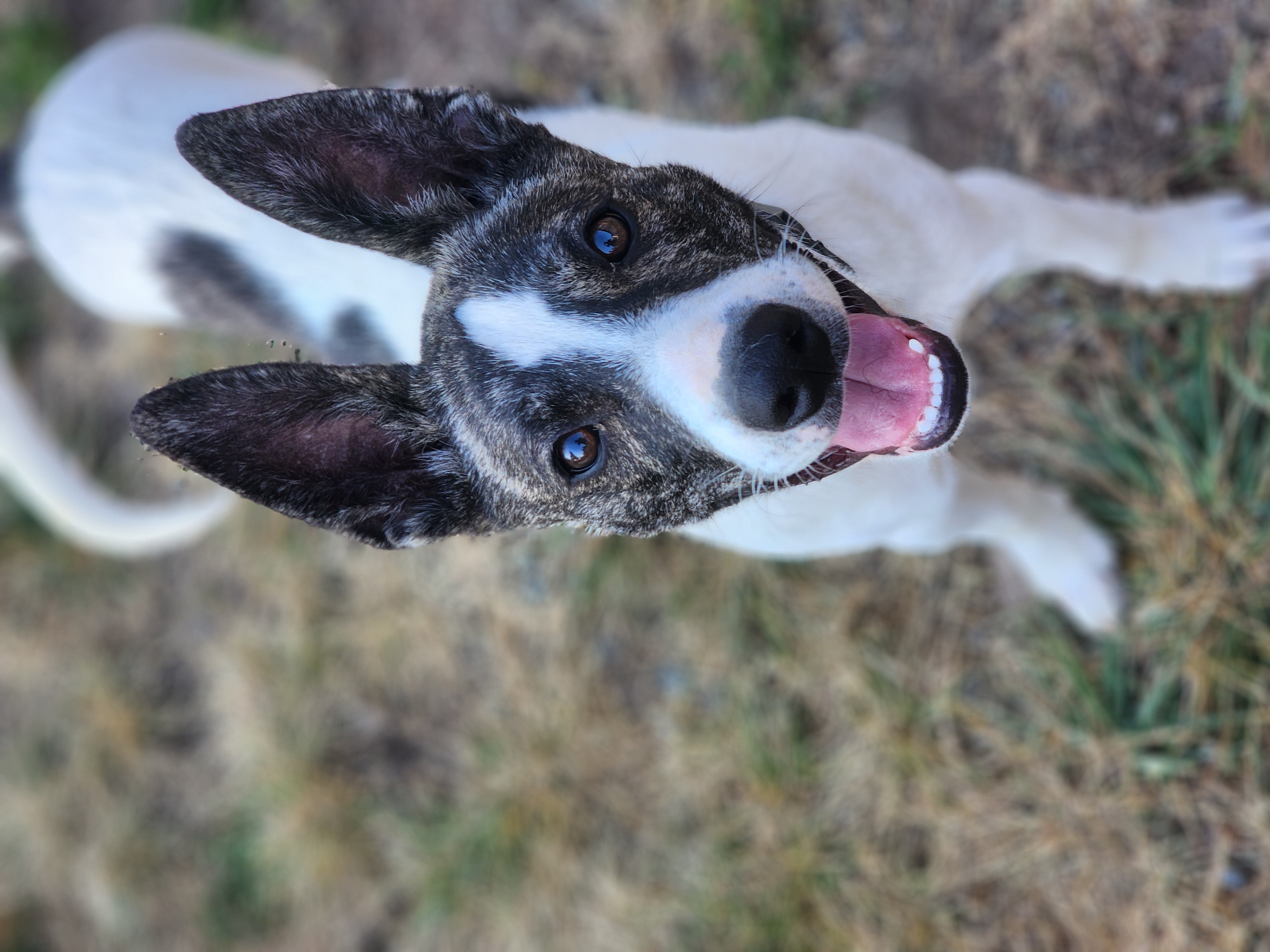 Yahtzee, an adoptable Cattle Dog, Boston Terrier in Buckley, WA, 98321 | Photo Image 2