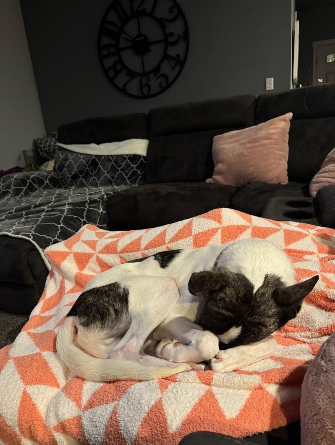 Enlarge Yahtzee, a Adoptable mixed breed in Buckley, WA image 4/5