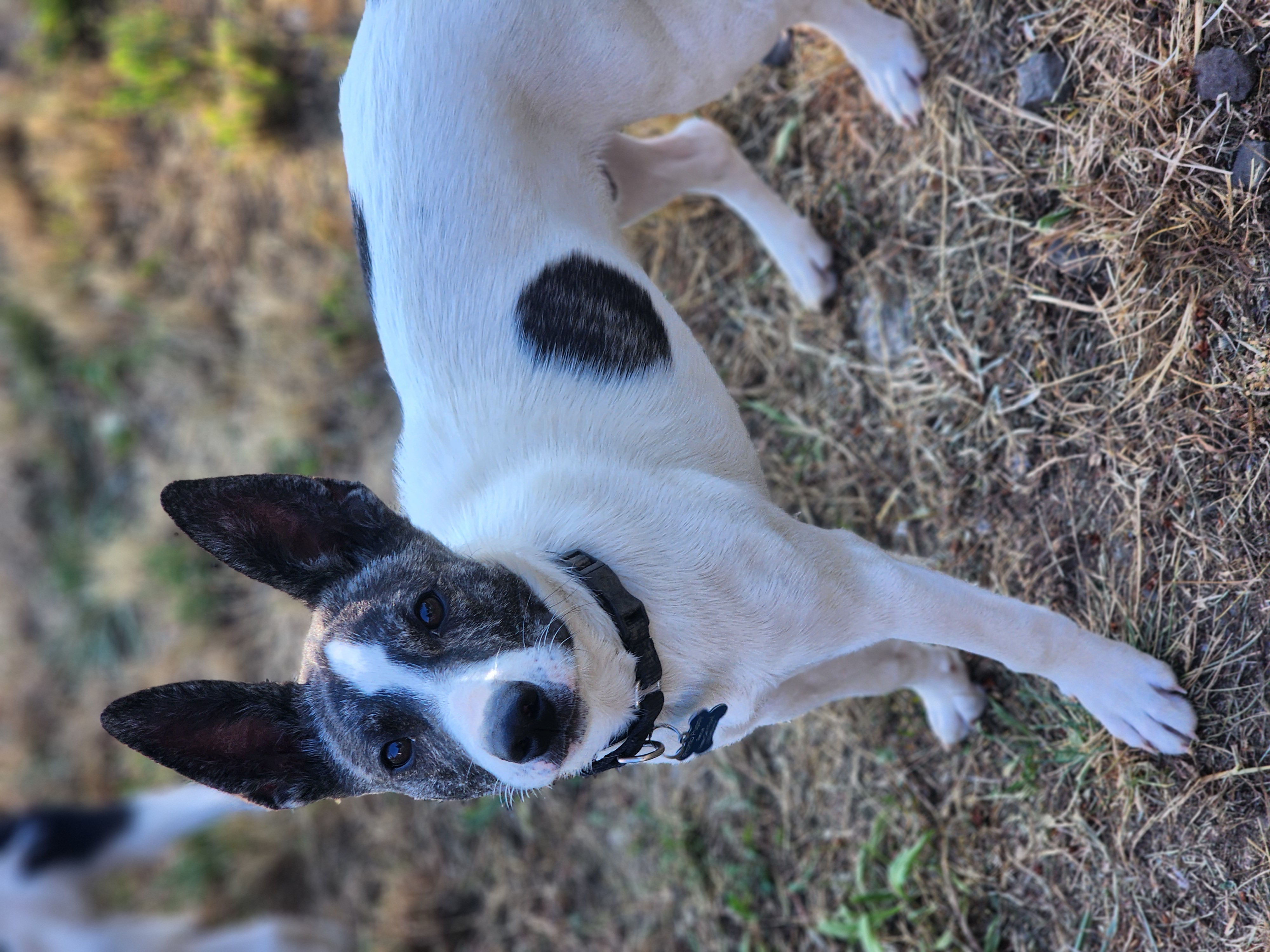 Enlarge Yahtzee, a Adoptable mixed breed in Buckley, WA image 1/5