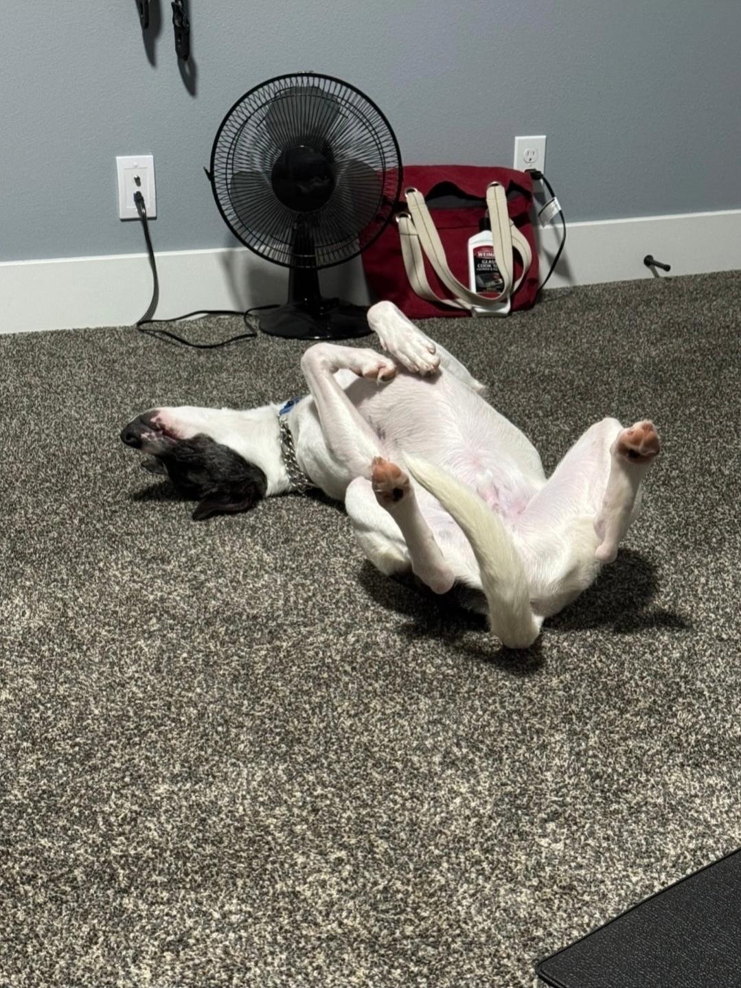 Enlarge Yahtzee, a Adoptable mixed breed in Buckley, WA image 3/5