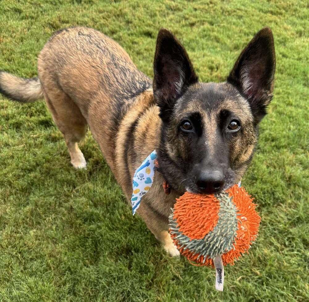 Elektra - Located in TX, a Adoptable Belgian Shepherd / Malinois in Imlay City, MI image 1/5