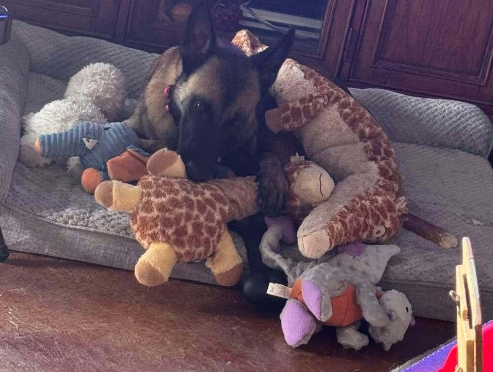 Elektra - Located in TX, a Adoptable Belgian Shepherd / Malinois in Imlay City, MI image 2/5