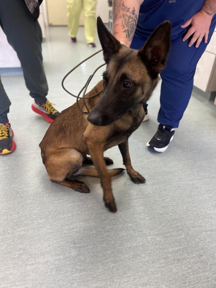 Elektra - Located in TX, a Adoptable Belgian Shepherd / Malinois in Imlay City, MI image 3/5