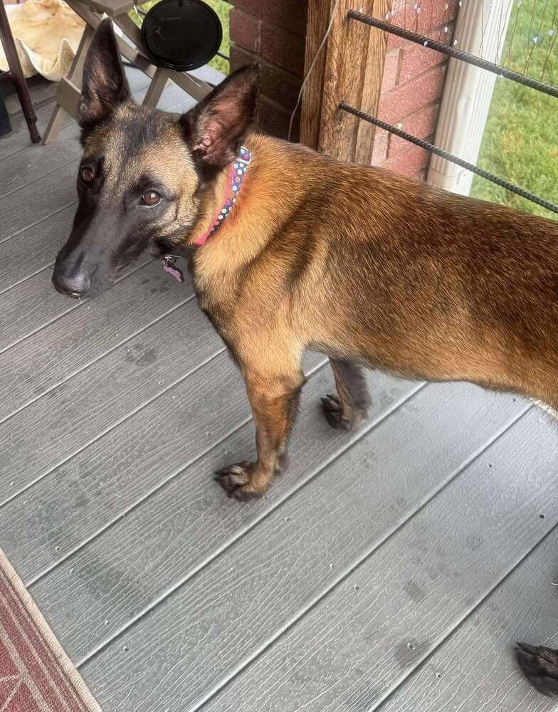 Elektra - Located in TX, a Adoptable Belgian Shepherd / Malinois in Imlay City, MI image 4/5