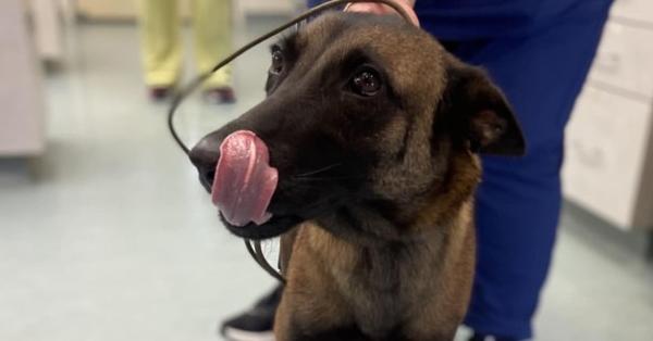 Elektra - Located in TX, a Adoptable Belgian Shepherd / Malinois in Imlay City, MI image 5/5
