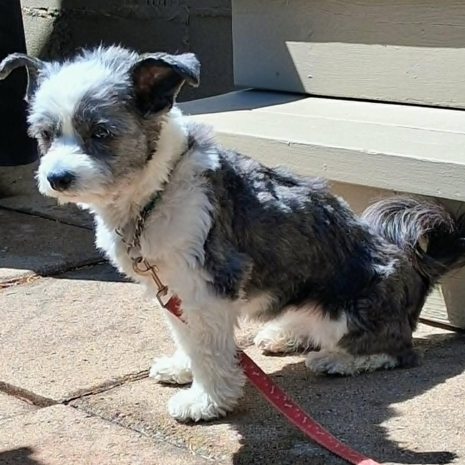 Edith, a ADOPTABLE Chinese Crested Dog in Calgary, AB image 4/5