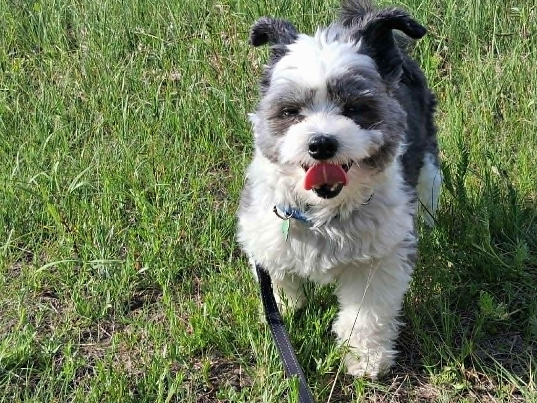 Edith, an adoptable Chinese Crested Dog in Calgary, AB image 1/5