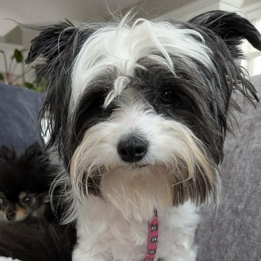 Edith, a ADOPTABLE Chinese Crested Dog in Calgary, AB image 1/5