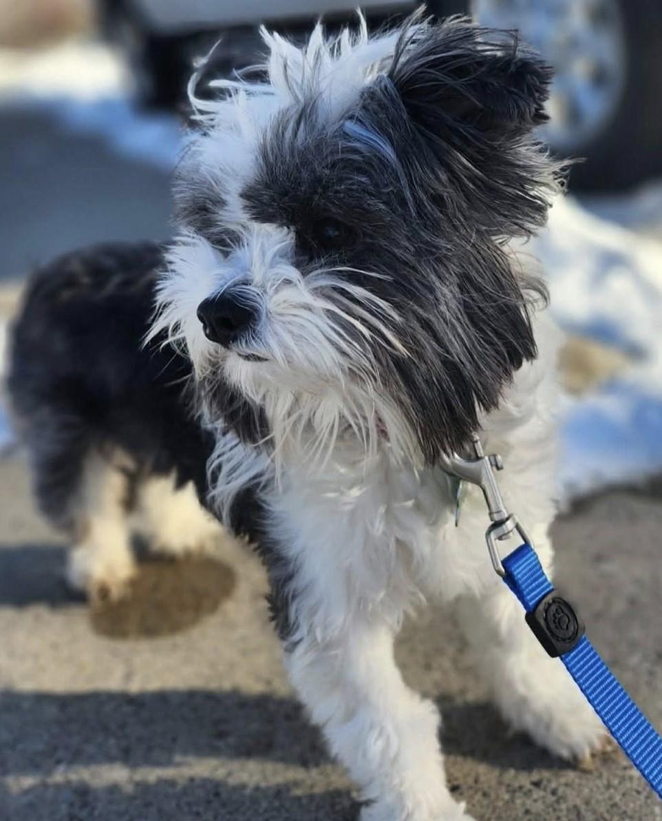 Edith, a ADOPTABLE Chinese Crested Dog in Calgary, AB image 3/5