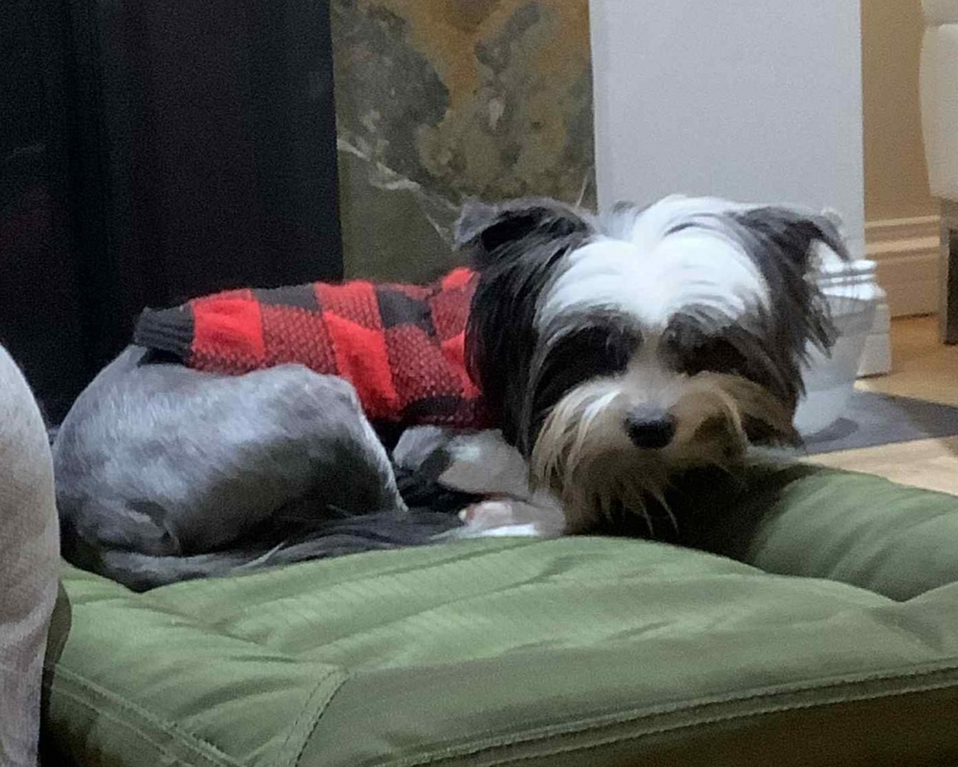Edith, a ADOPTABLE Chinese Crested Dog in Calgary, AB image 2/5