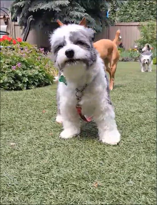 Enlarge Edith, an adoptable Chinese Crested Dog in Calgary, AB video 2/5
