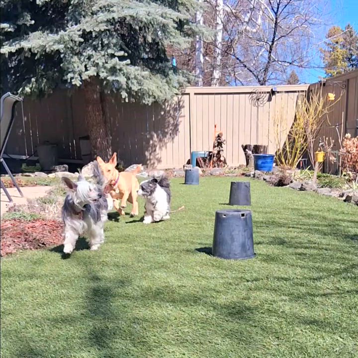 Enlarge Edith, a ADOPTABLE Chinese Crested Dog in Calgary, AB video 5/5
